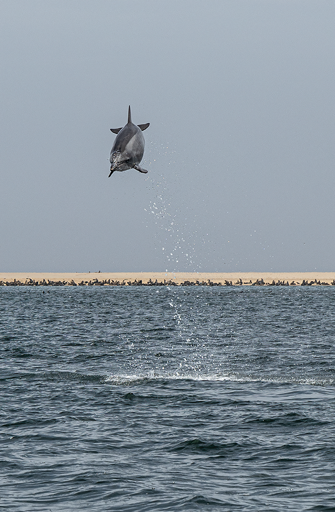 Dolphin leaping - Walvis Bay, Namibia